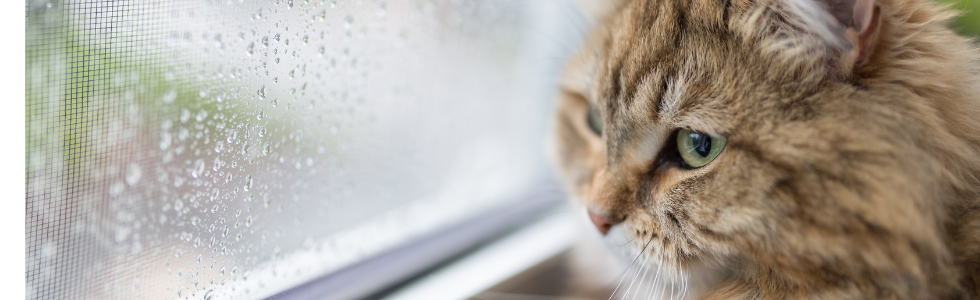 Kat schuilt voor de regen achter raam