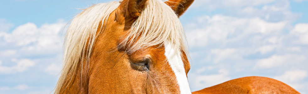 Paard met traan uit oog kijkt droevig