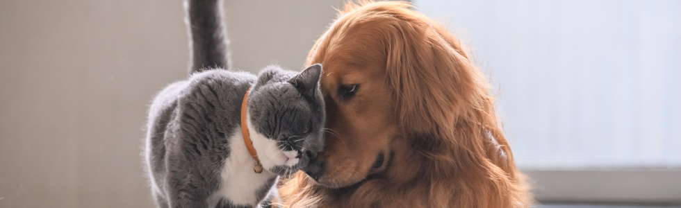 Hond en kat met koppies tegen elkaar aan