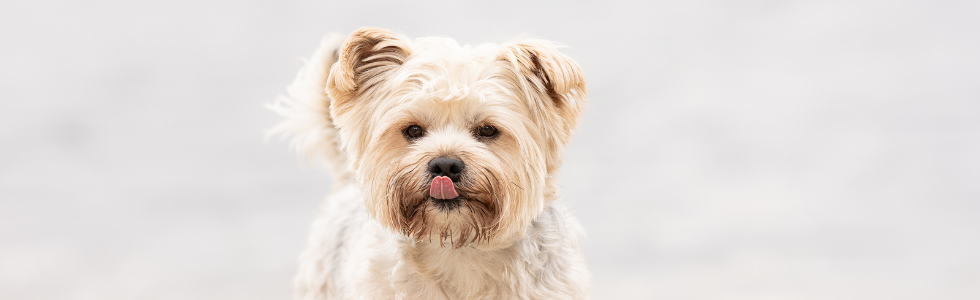 Hondje met tong uit mond voor een waterpoel