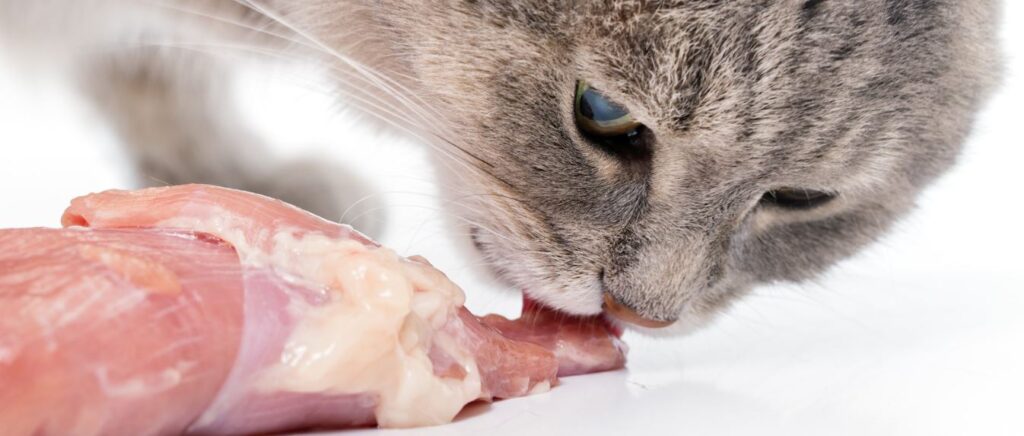 Kat eet een stuk vlees aandachtig op