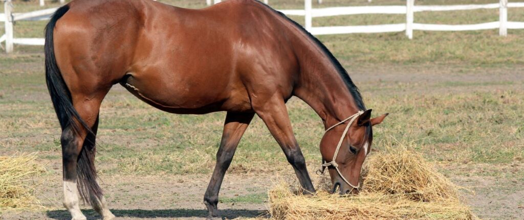 Paard staat hooi te eten in schrale weide