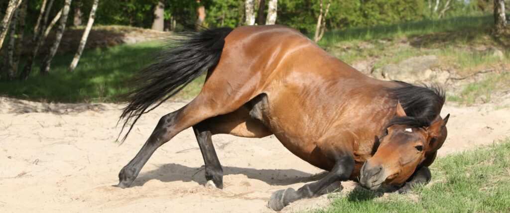 Paard rolt met ongemak door koliek