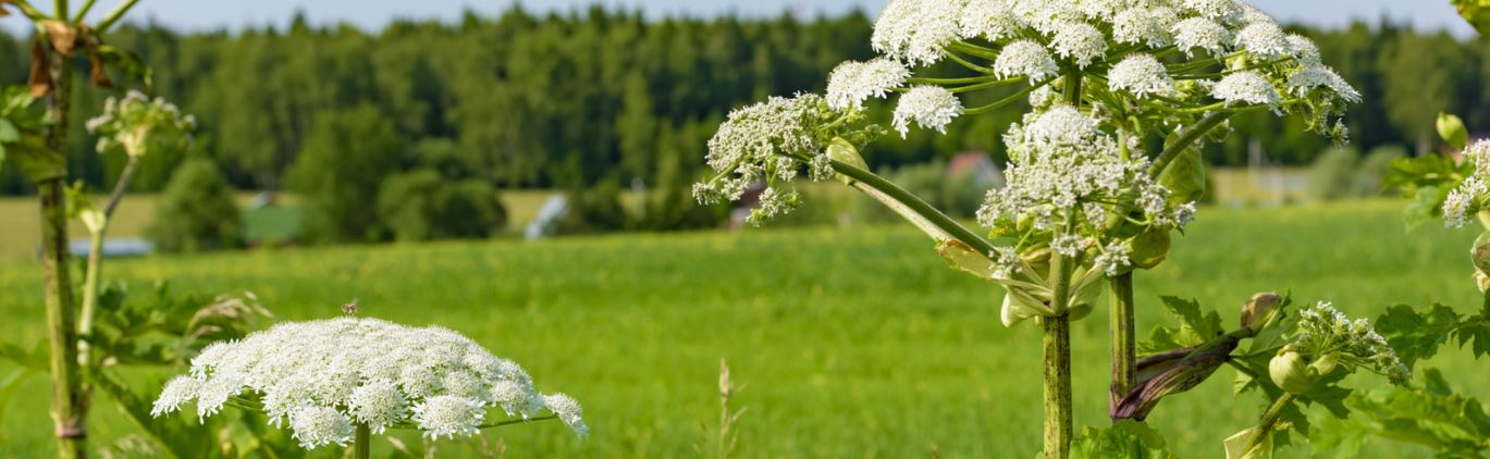 de plant berenklauw in beeld met de bloemschermen