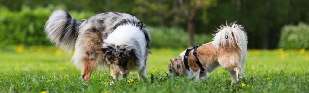 Honden snuffelen rond in het park