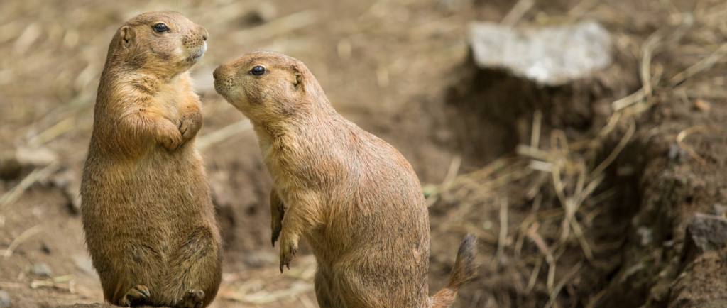 Twee prairiehonden eten samen