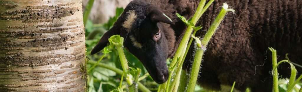 Schaap knaagt met smaak aan een berenklauwstengel