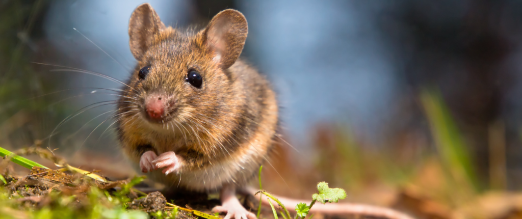 Wilde muis kijkt verwilderd om zich heen