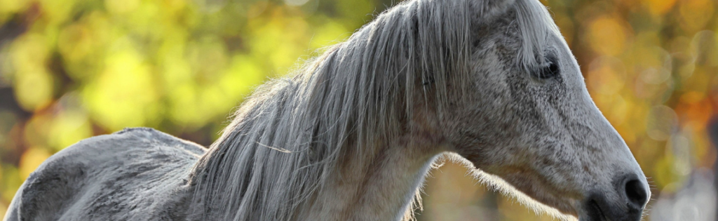 Paard kijkt sloom en heeft een dorre vacht